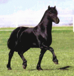 Horse-Lilou-Jennifer